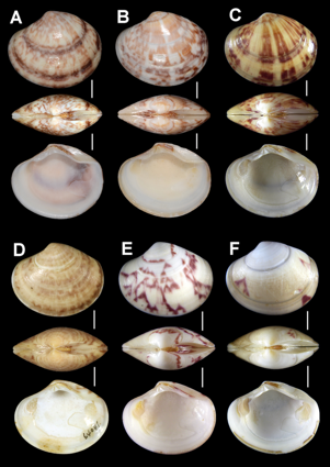 Sunetta beni ベニワスレ（新種） Aの殻長（写真では左端〜右端の最大長）：24.2 mm
