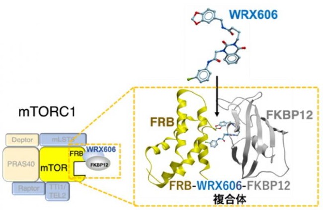 WRX606はFKBP12と結合後、mTORのFRB部位に結合し、mTORC1活性だけを精密に阻害する