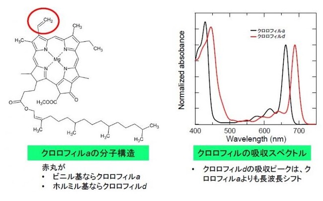 クロロフィルdとクロロフィルa