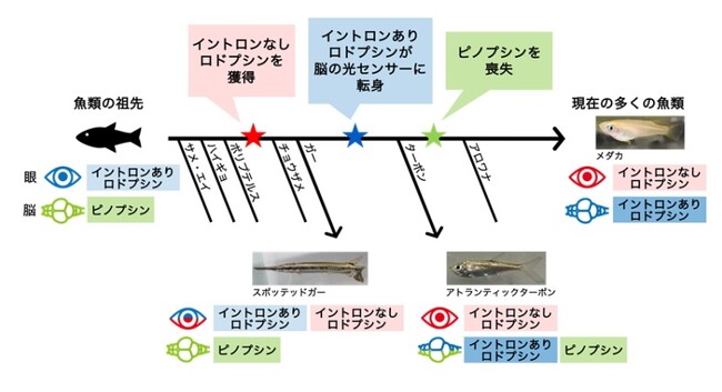 「古代魚」を中心とした解析から明らかとなった魚類における光センサーの玉突き的置換プロセス