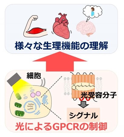 光によるGPCRの制御で生理機能の理解を目指す