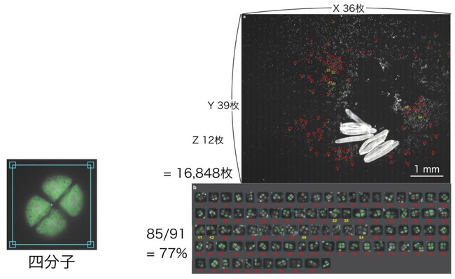 この例では、AIは顕微鏡で連続撮影した16,848枚の写真中の91個の四分子のうち85個を約6分で自動検出しました