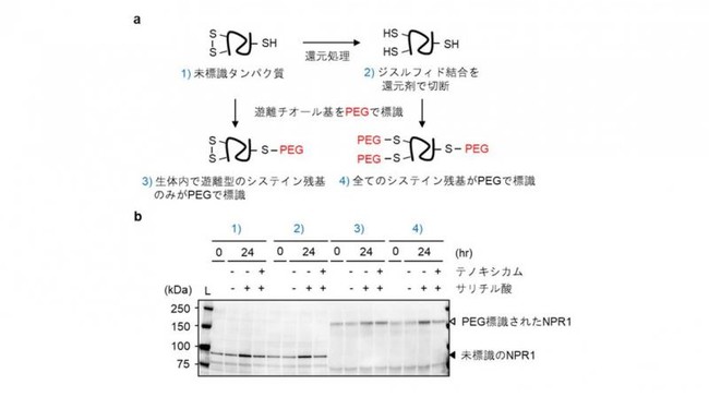 図4. NPR1中のシステイン残基の酸化還元状態に対するサリチル酸とテノキシカムの影響