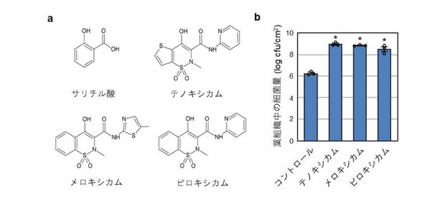 図1. オキシカム化合物の化学構造とその植物免疫応答への作用