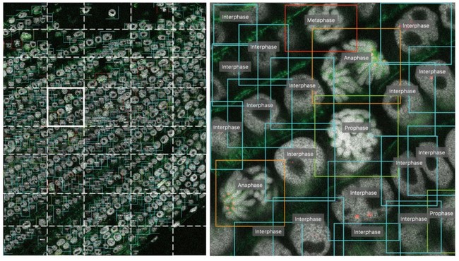 この例では連続したタマネギの根の共焦点レーザー顕微鏡写真からAIは細胞分裂の各時期の細胞を数秒で自動検出し、分類しました。右図は左図の四角部分の拡大図