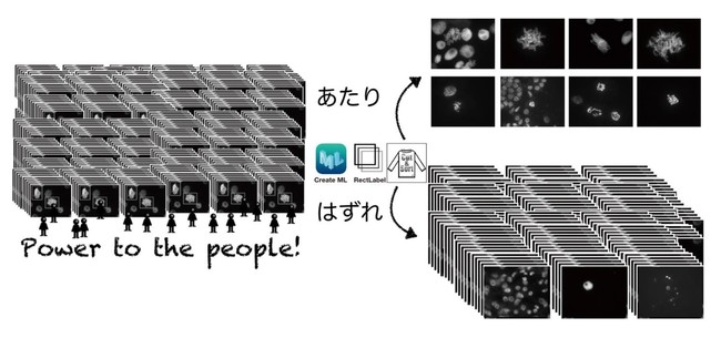 顕微鏡で自動撮影した写真中からAIにより目的とする分裂細胞を含む画像を自動分類できます