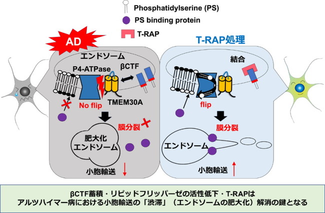 T-RAPペプチドによる小胞輸送障害改善効果 T-RAPペプチドによる小胞輸送障害改善効果