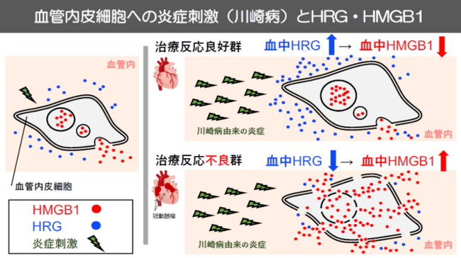 図4. 血管内皮細胞への炎症刺激とHRG・HMGB1 図4. 血管内皮細胞への炎症刺激とHRG・HMGB1