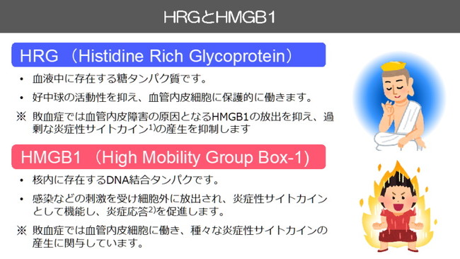 図1. HRGとHMGB1 図1. HRGとHMGB1