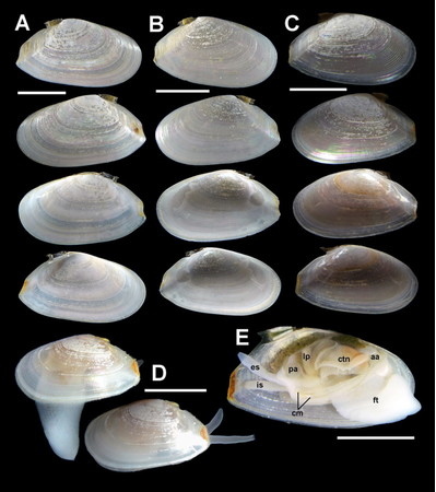 新種ハチザクラ Nitidotellina hachiensis Fukuda, Ishikawa, Ito & Haga, 2022。すべてハチの干潟産。Aはホロタイプ、B-Eはパラタイプ。スケールは5 mm 新種ハチザクラ Nitidotellina hachiensis Fukuda, Ishikawa, Ito & Haga, 2022。すべてハチの干潟産。Aはホロタイプ、B-Eはパラタイプ。スケールは5 mm
