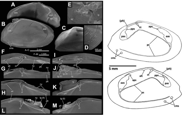 ハチザクラの鉸歯などを示す電子顕微鏡写真（左）と内面の套線・筋痕などを示す描画（右）。A-Kは岡山県玉野市産、他はハチの干潟産