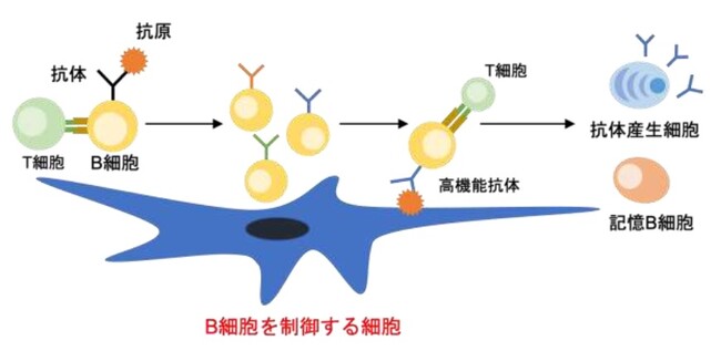 図1. B細胞の抗体産生機構 図1. B細胞の抗体産生機構