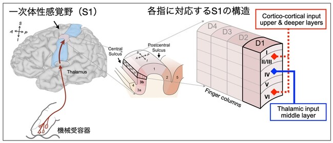 図1. ヒトの触覚情報処理の流れと一次体性感覚野のレイヤー構造
