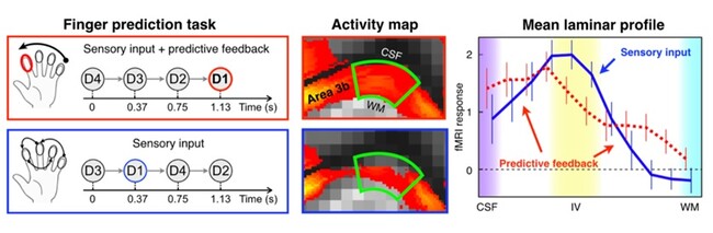 図2. ヒトのS1のレイヤー活動 図2. ヒトのS1のレイヤー活動