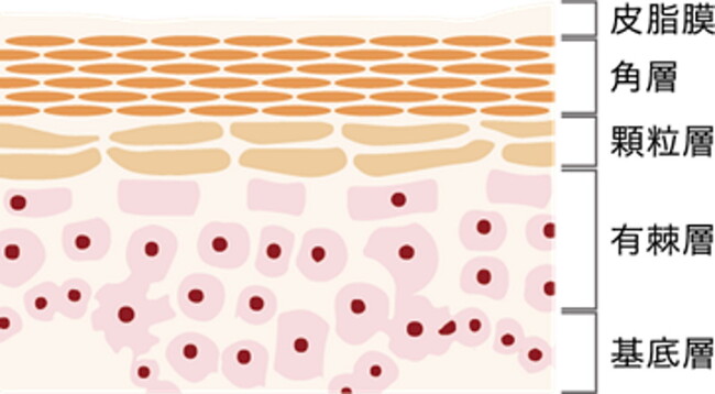 皮膚構造図（皮膚バリア機能は角層から顆粒層の第一層目まで）