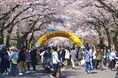 「第５３回 相模原市民桜まつり」を ４月４日（土）５日（日）に開催します
