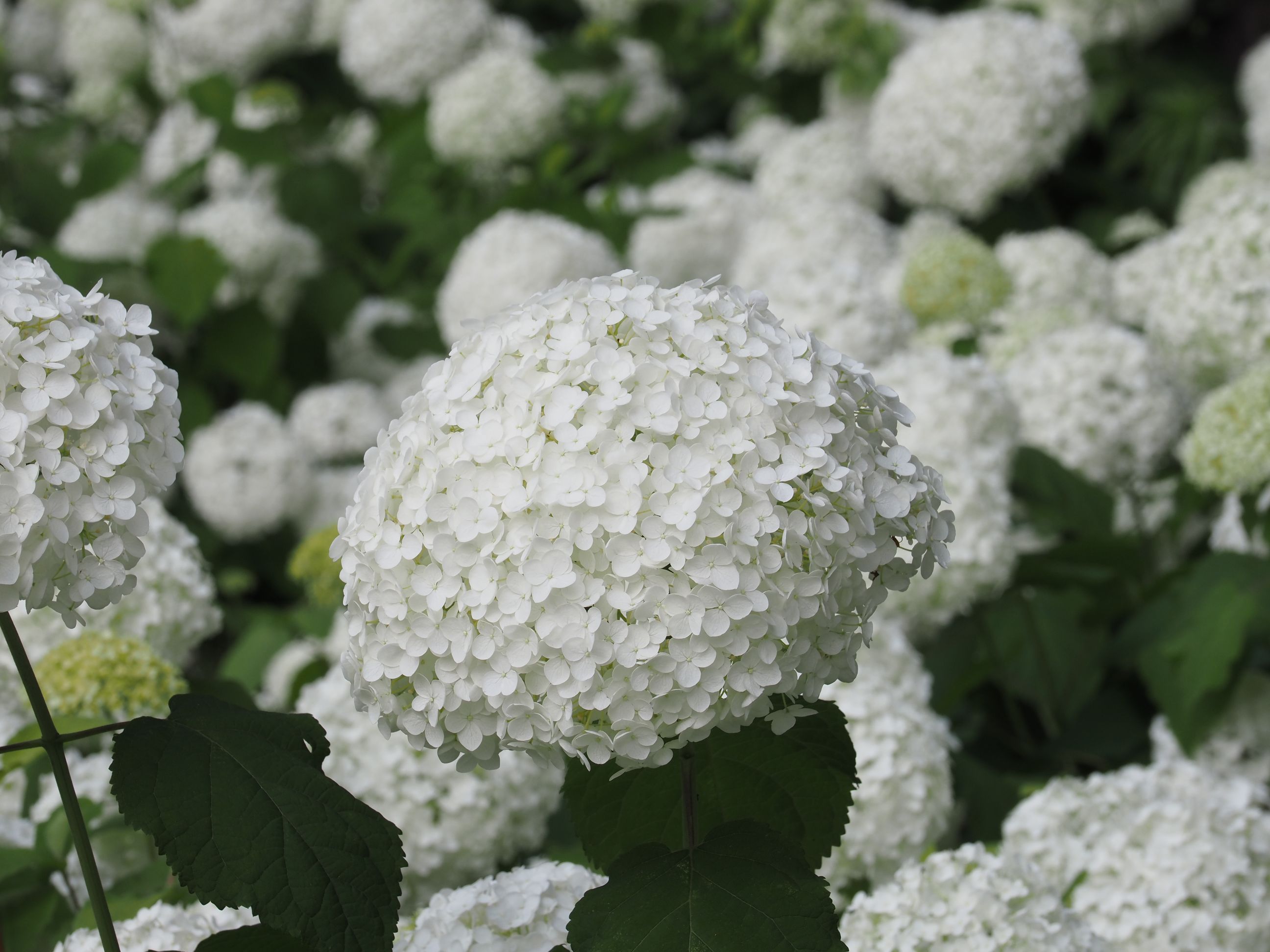 相模原市 アナベルを楽しむなら今 市の花アジサイが見頃を迎えています 相模原市のプレスリリース