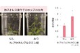 ビールの原材料“ホップ”に熱ストレス耐性を高めるアミノ酸を発見