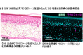 ヒトiPS細胞※1由来の免疫細胞を組み込んだ3D培養ヒト皮膚モデル※2を世界で初めて※3作製
