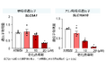 世界初！キリンと東京大学が、ヒトiPS細胞由来小腸オルガノイドを用いて細胞老化により栄養素吸収が低下することを確認