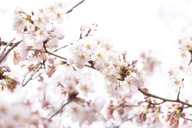 店内に飾られた桜の生花