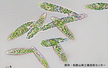 「ユーグレナKishu株」(提供元 :和歌山県工業技術センター) 「ユーグレナKishu株」(提供元 :和歌山県工業技術センター)