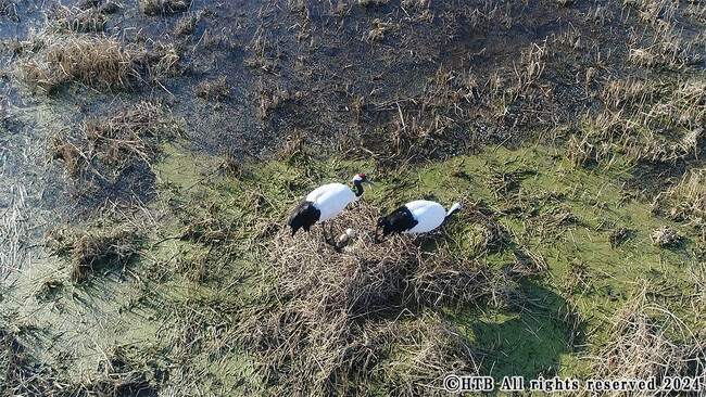 舞鶴遊水地に植物が生えてきて、湿原らしくなってきた。2020年、ついにタンチョウ夫婦の足元には卵ができたのだった(C)HTB All rights reserved 2024 舞鶴遊水地に植物が生えてきて、湿原らしくなってきた。2020年、ついにタンチョウ夫婦の足元には卵ができたのだった(C)HTB All rights reserved 2024