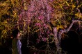 しだれ桜の開花期間、桜に合わせた色で輝く《呼応する木々 - しだれ桜》を『チームラボ ボタニカルガーデン 大阪』で4月4日(土)から公開