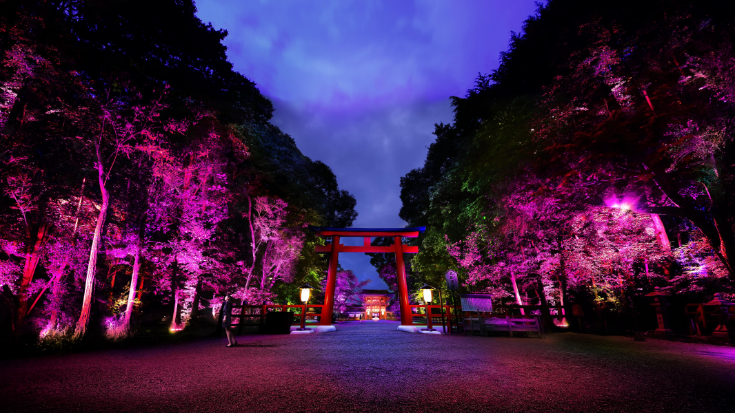 チームラボ 下鴨神社 京都 で 下鴨神社 糺の森の光の祭 を開催 世界遺産の糺 ただす の森の参道を光のアート空間に変える 呼応する木々 下鴨神社 糺の森 を展示 平成28年8月17日