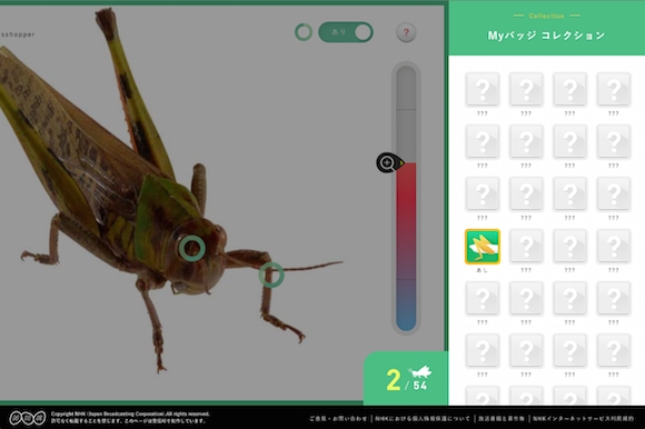 チームラボ Nhk For School ものすごい図鑑 トノサマバッタ のサイト構築とデザインを担当 連動番組nhk Eテレ 香川照之の昆虫すごいぜ トノサマバッタ 10 10 祝 9時 放送 チームラボのプレスリリース