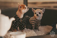 高輪ゲートウェイ駅ナカの開放的なテラス席で「MAISON CLASSIC SALON」、7月24日（金）に『DOG TERRACE NIGHT vol.2』開催