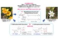 鑑賞花として人気のフリージアの花に優れた抗酸化活性を有する新規物質が含まれていることを発見