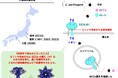 食中毒の原因毒素BECb (CPILEb) はなぜ毒素となりえるのか その理由を解明