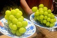 収穫量の約20％が規格外に。味は変わらないのに、なぜシャインマスカットが捨てられる？『焼肉ホルモンたけ田』が約2トン活用。山梨産シャインマスカット550円食べ放題・期間限定で提供開始