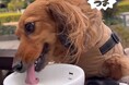 【わんちゃんとお食事先に困らない。】そらグループ3店舗でわんちゃん向けのバレンタインイベント開催!