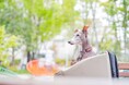 この春、愛犬と行きたい!「そらグループ」3店舗でわんちゃんと一緒に楽しめる "こいのぼりイベント” を開催!