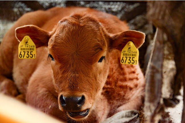よつ葉ホームデリバリーの直営農場・能勢農場で飼育しているあかうし
