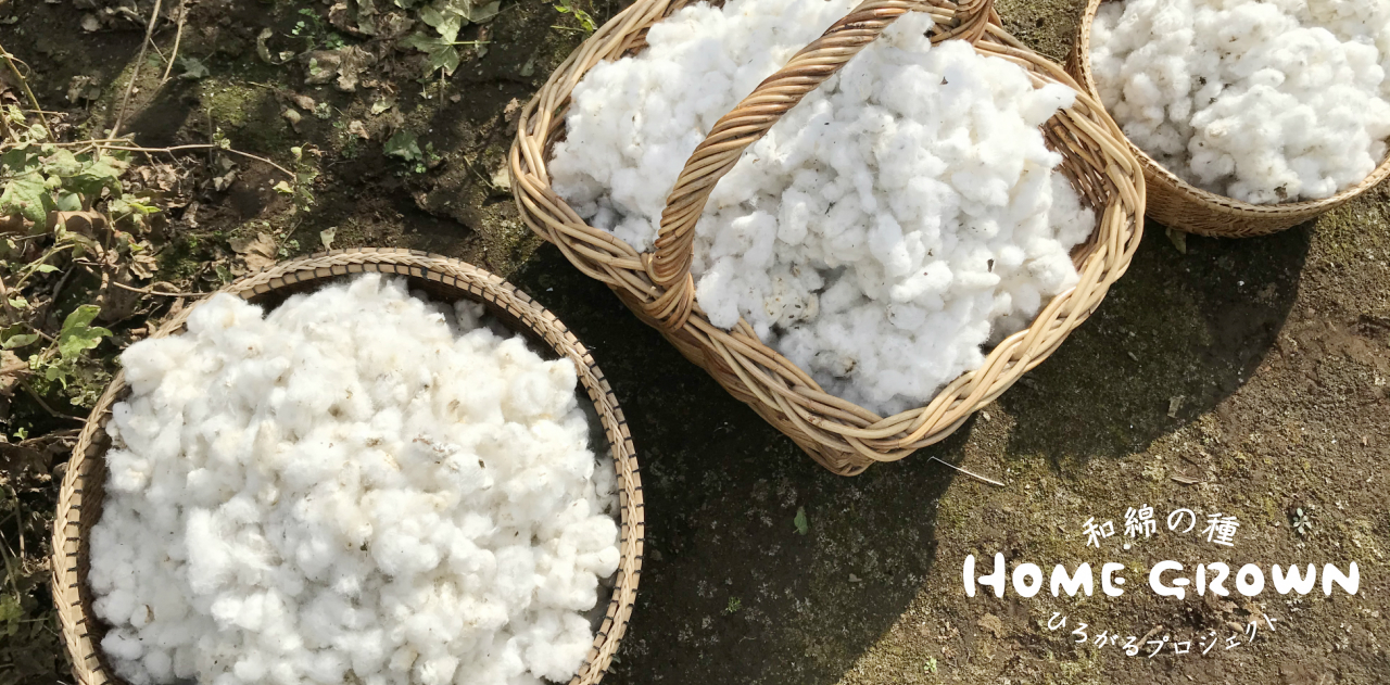 和綿 国産在来種 の栽培を呼びかける 和綿の種 ひろがるプロジェクト Home Grown が21年2月5日よりスタート 株式会社チーム オースリーのプレスリリース