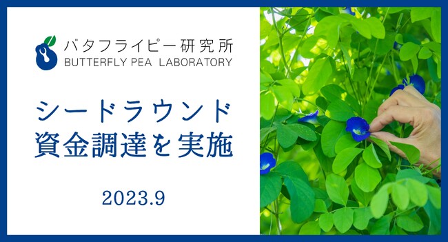 マメ科の植物バタフライピー活用