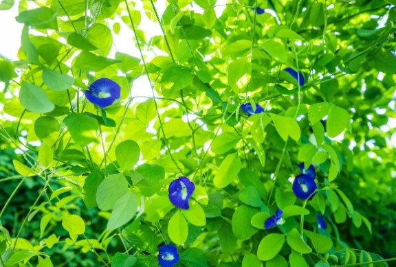 マメ科の植物バタフライピー活用