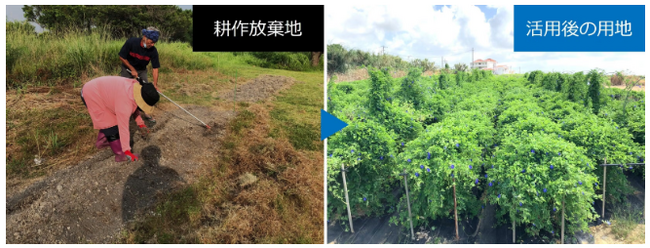 株式会社バタフライピー研究所本社