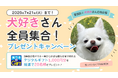 夏本番！ペット保険比較サイト「ペット保険STATION」が犬好き全員集合のSNSキャンペーンを開催、みんなの「推し犬種」を7月6日（月）より大募集！