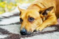「愛犬のため息」53.00％の飼い主が経験、内約3割が体調を心配｜愛犬がため息をつくシチュエーションも調査【コノコトトモニ】