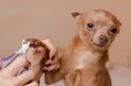 愛犬の爪切り｜頻度は「1ヶ月に1回程度」が最多で64.00％、実施場所は自宅53.51％、動物病院・サロン46.49％、爪切り時の工夫や失敗談も調査【コノコトモニ】