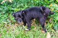 愛犬のマーキング｜36.50％の飼い主が困った経験あり、対策は「トイレへの誘導」「消臭」「環境づくり」が中心【コノコトトモニ】