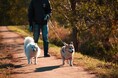 犬の多頭飼い｜97.50％が「して良かった」と回答、飼育頭数は「2匹」が約8割で最多、多頭飼いの魅力と注意点を調査【コノコトトモニ】