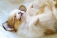 愛犬の「へそ天」74.50％の飼い主が経験｜へそ天する場面は「リラックス」「構ってほしい」「暑い時」が中心、印象的なエピソードも調査【コノコトトモニ】
