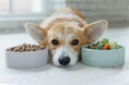 犬がご飯を食べない理由を調査!食欲不振の原因&フードを食べない時の対処法