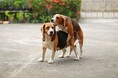犬がマウンティングするのはなぜ?やめさせる方法も解説!