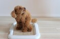 犬のしつけに悩む飼い主は8割以上!基本的なトレーニング方法を徹底解説